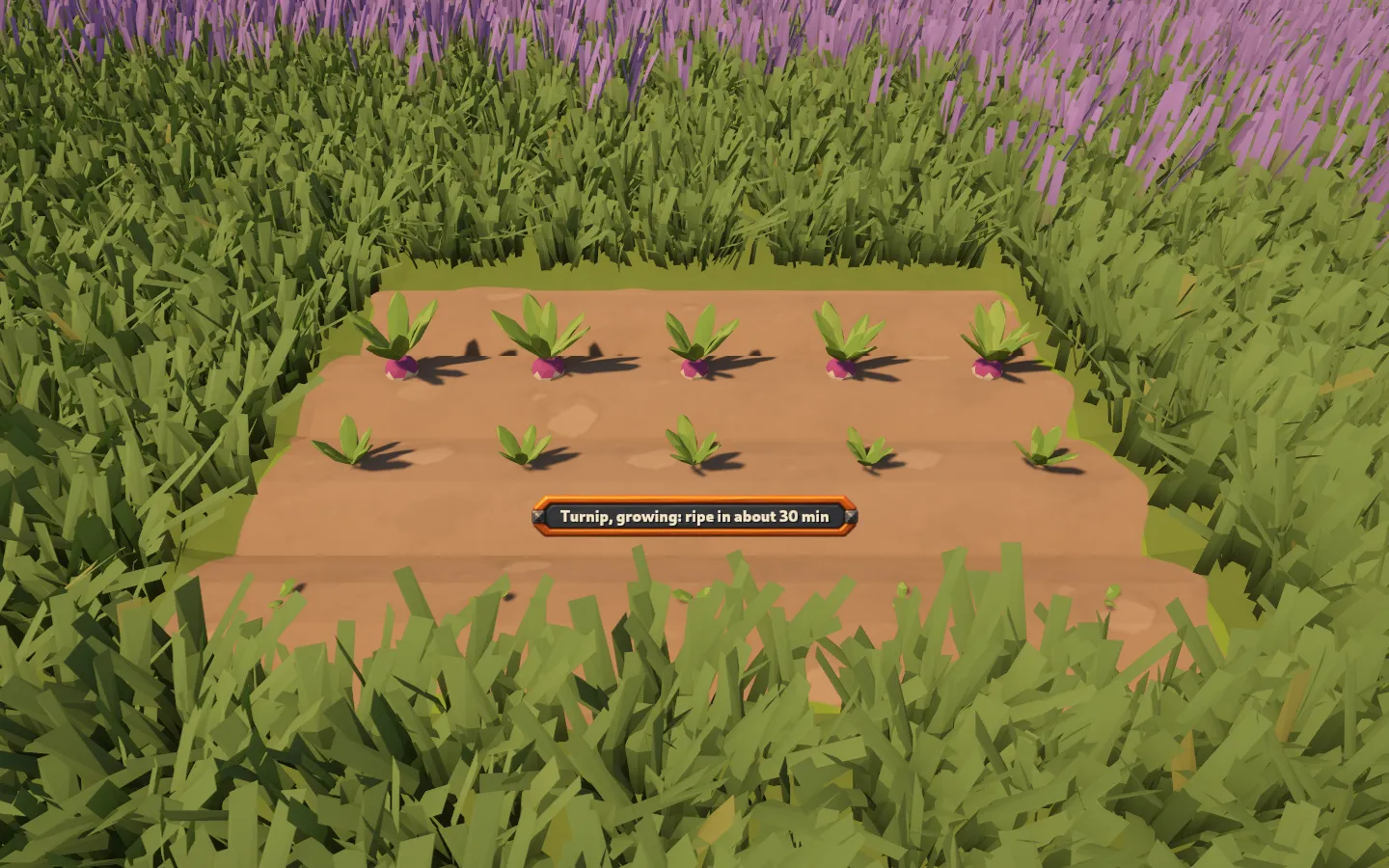A small field among grass and lavender, showing sprouts, young plants and purple-shouldered ripe turnips with a growth-time prompt.